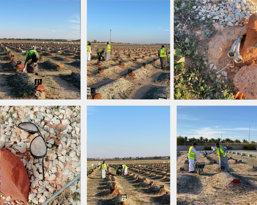 إزالة المخالفات في المقابر
